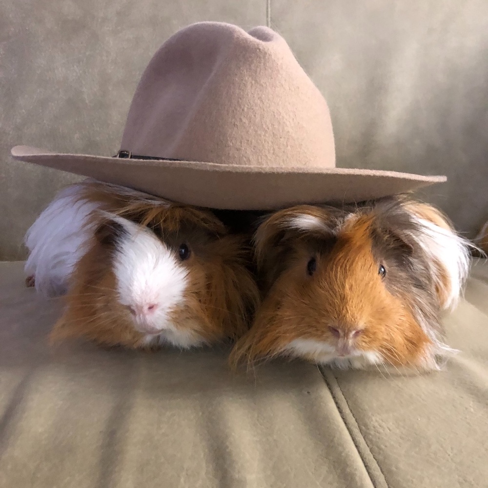 Meet your Posher, Daniel